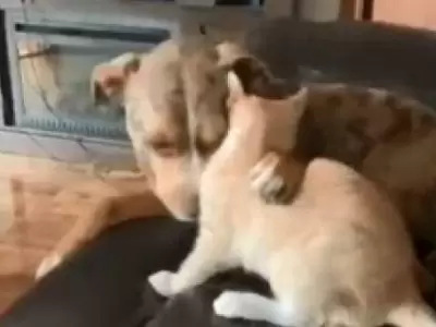 perro