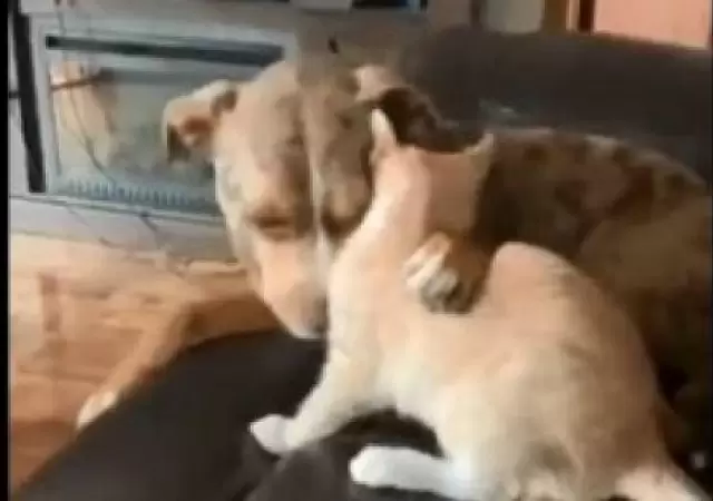 perro