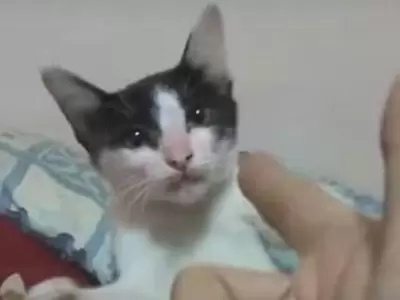 gatito