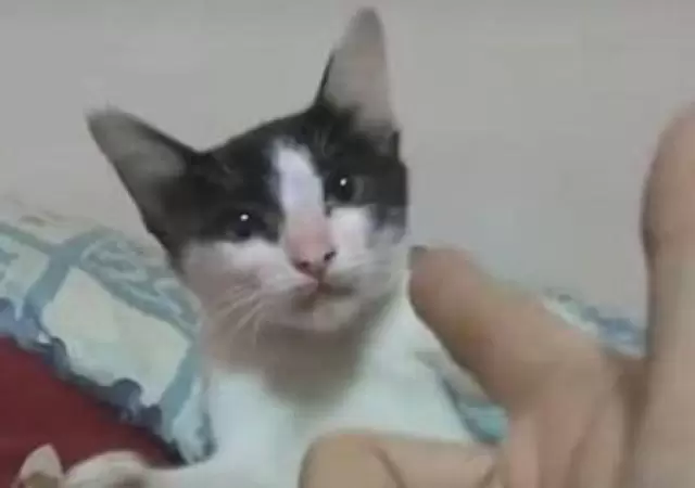 gatito