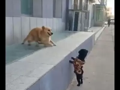 perro-beso-video-viral-youtube