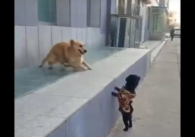 perro-beso-video-viral-youtube