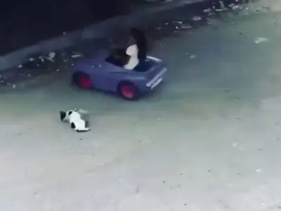 nena-gato
