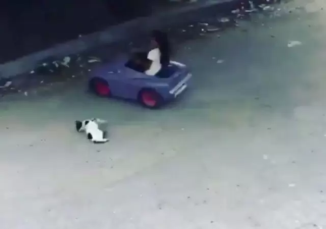 nena-gato