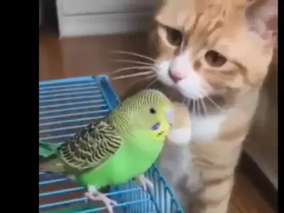 gato-video-canario-viral-foto-masaje-facebook-p�jaro