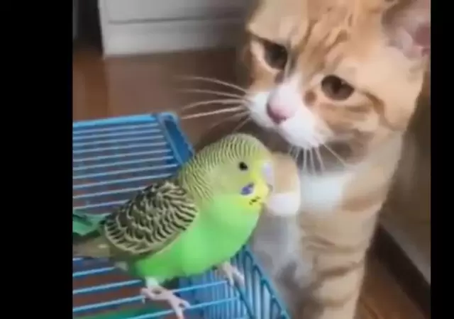 gato-video-canario-viral-foto-masaje-facebook-p�jaro
