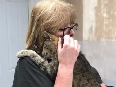 gato-reencuentro-due�a-perdido-a�os-2