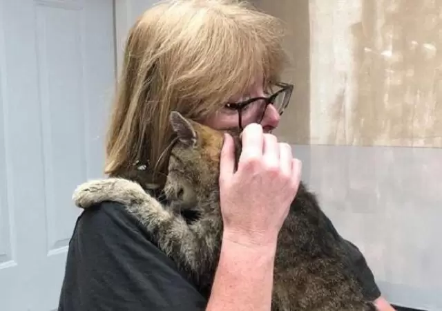 gato-reencuentro-due�a-perdido-a�os-2