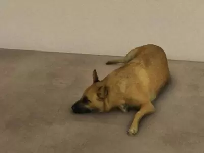 perro1