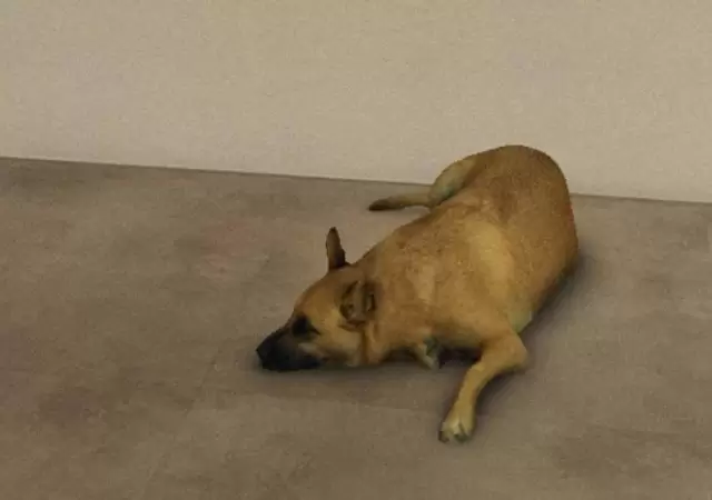 perro1