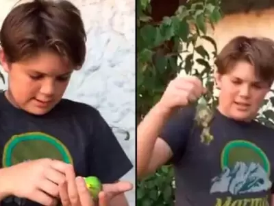 chimuelo