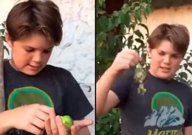 chimuelo