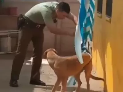 perro-atrapado