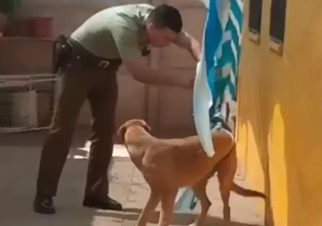 perro-atrapado