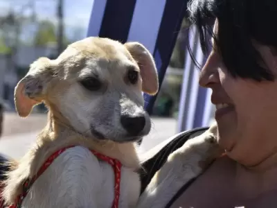 fiesta-adopciones-9