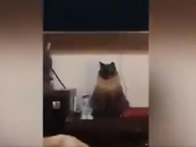 gato-alarma-viral-video-brasil-despertador
