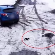 Un perro h�roe salv� a un chihuahua de ser atropellado