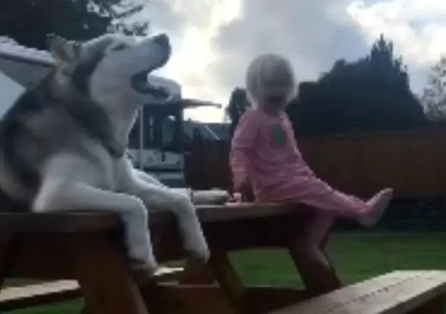 siberiano
