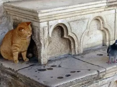gato-paloma