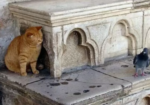 gato-paloma