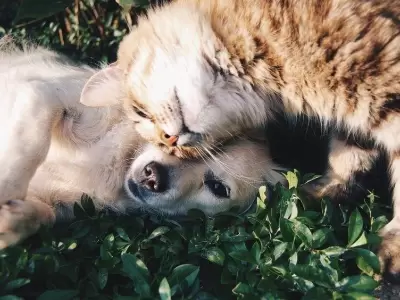 Perros-y-gatos