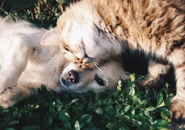 Perros-y-gatos