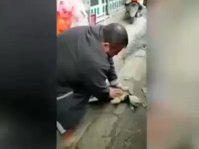 perrito