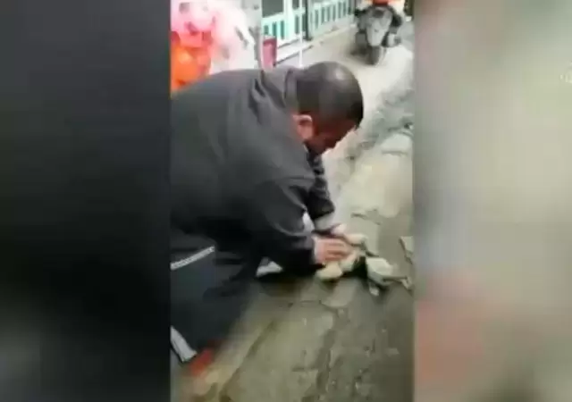perrito