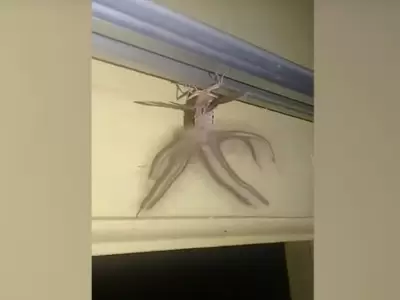 polilla-pared-video-foto-monstruo-viral-bicho