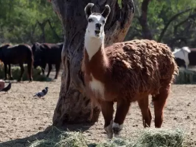 Ecoparque-animales-Mendoza