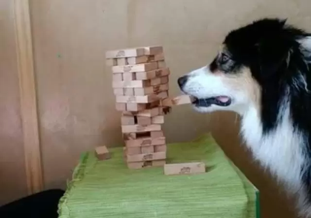 perro-jenga