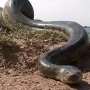 Alerta en el Litoral argentino por aparición de anacondas
