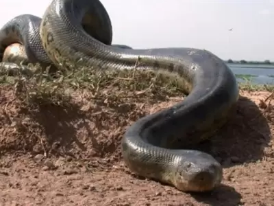 Anaconda-2