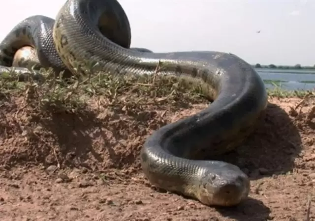 Anaconda-2