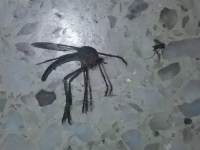 mosquito-gigante-foto-bicho-viral-66