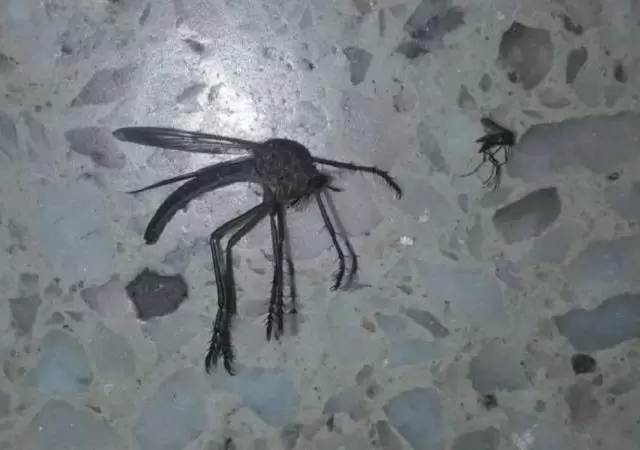 mosquito-gigante-foto-bicho-viral-66
