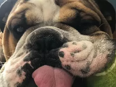 bulldog