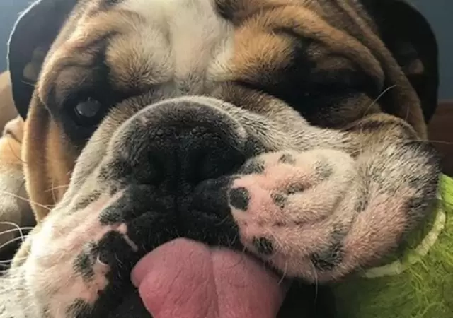 bulldog
