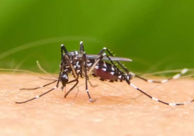 dengue-argentina-fotos-casos-verano-2020