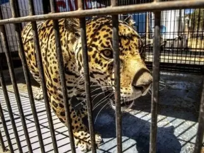 jaguar