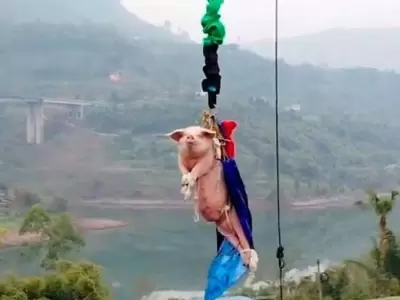 cerdo
