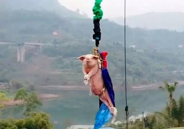 cerdo