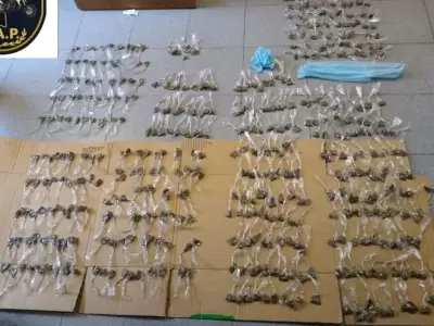 marihuana-droga-campo-pappa-policiales-mendoza