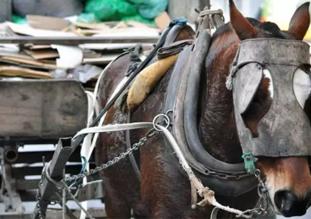 traccion-a-sangre-animal