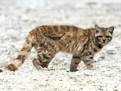 gato-andino-mendoza-villavicencio-1