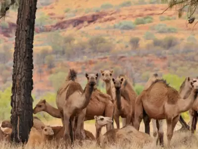 camellos