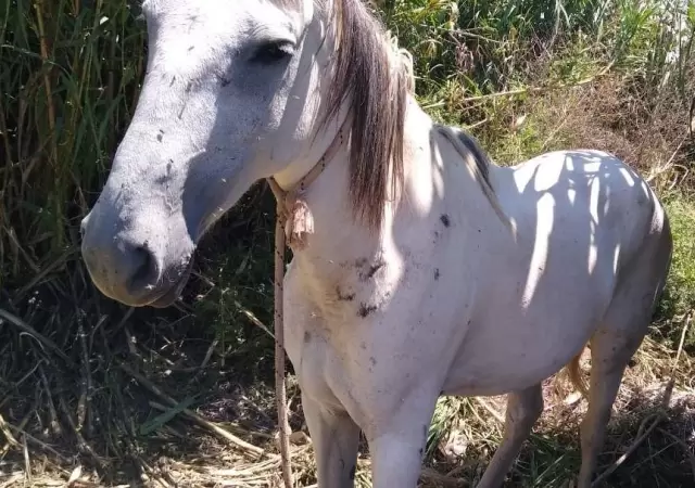 policiales-robo-caballos-mendoza-
