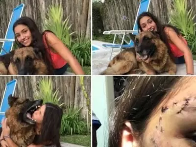 perro-fotos-mascota-ataque-kenai-chica-2
