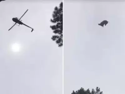 cerdo