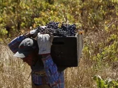 vino